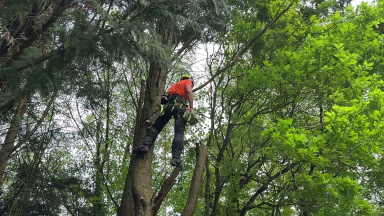 Best Hedge Trimming  in Riverside, MD