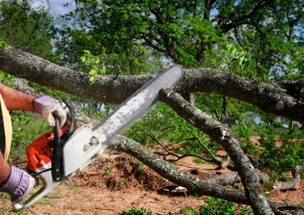 Best Tree Maintenance Programs  in Riverside, MD